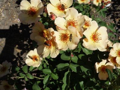 ������ ��� �����