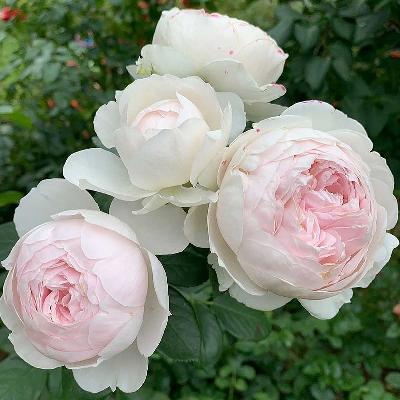 ����� ��������� ���������