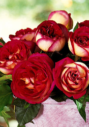 ������� �����