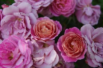 ���� ����  