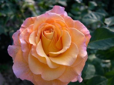 ������ ��������