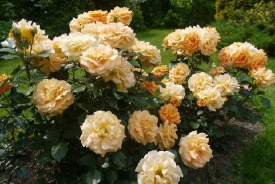 ����� ���������