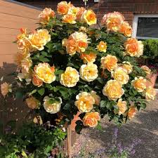 Штамб Ханзештадт Росток