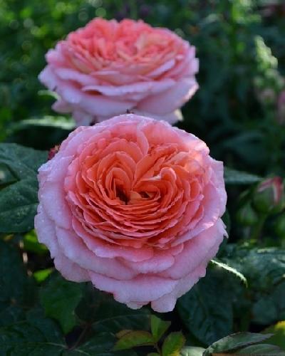 ���� ��� �� �����