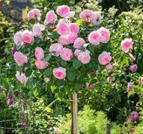 ����� �������