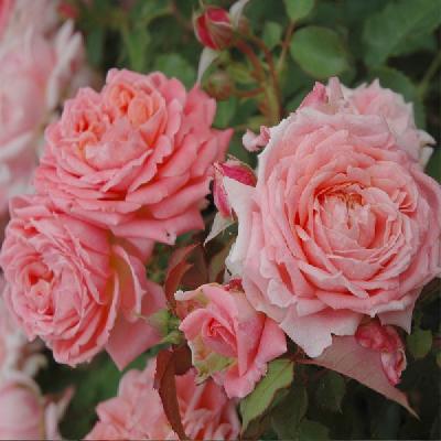 ��� �� ���