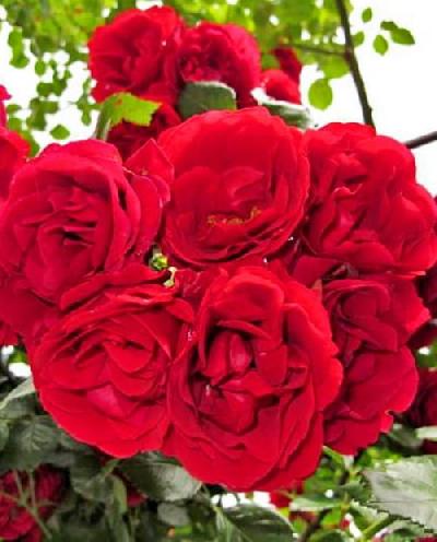 Штамб Фламментанц