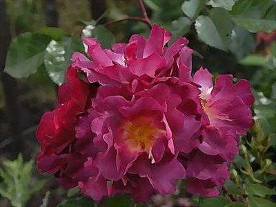 ����� ������