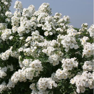 Гирлянд д 'Амур
