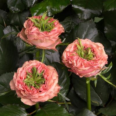 ���� ������ �����