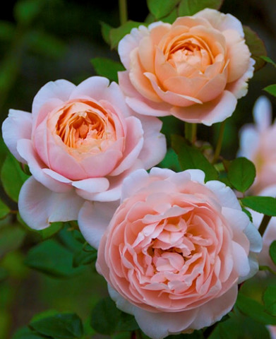 ������� ����