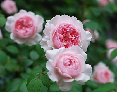 ����� 2008