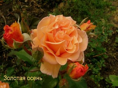 Золотая осень