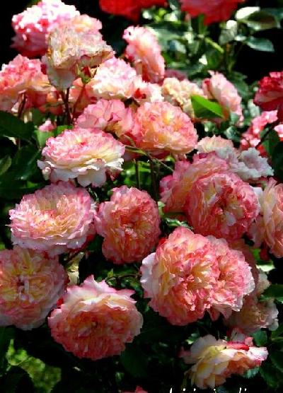 ���� �� ������� �� ��������� ������ 