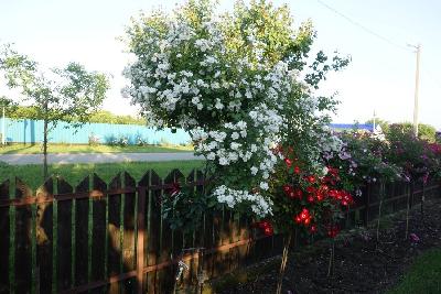 ����� �������� �'����