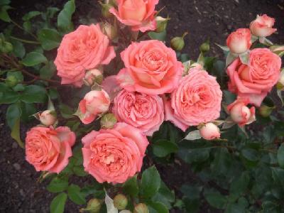 ��������( �����)