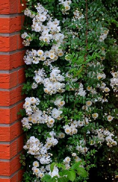 ������� �����