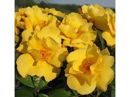 ����� ����