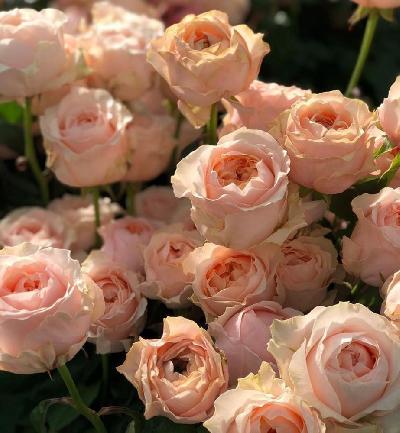 ��������� ����