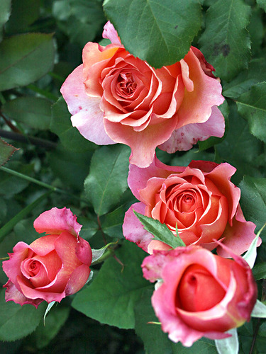 �������� ����� ����