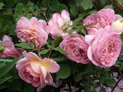 ����� ������� ����������