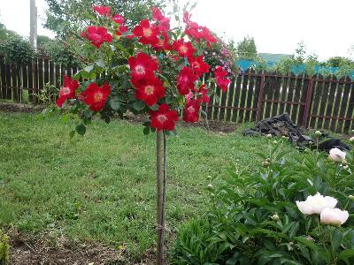 ����� ��������� ��� ���������