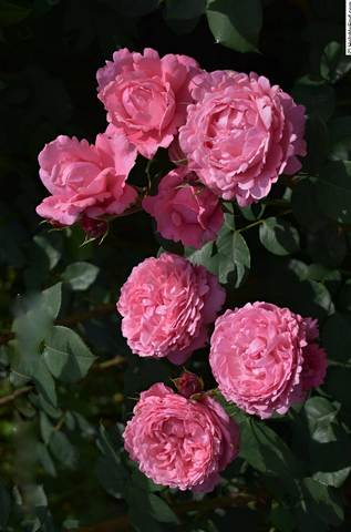 МИЛЛАМИ