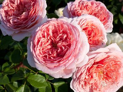 Штамб Абрахам Дарби