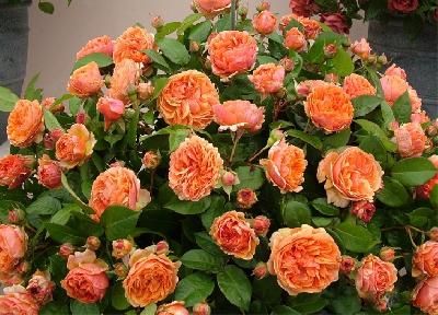 Штамб Чиппендэйл