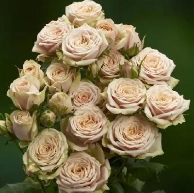 ������� ��-��