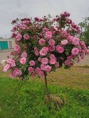 ����� ���� �����