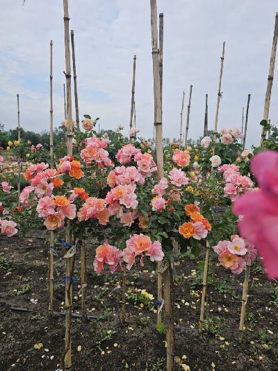 ����� ����