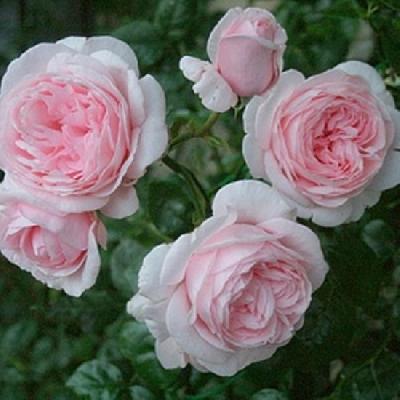 ����� ������ ����