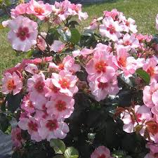 ��� �� ��(����� �� � ������)