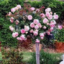 ����� ���� �� ������