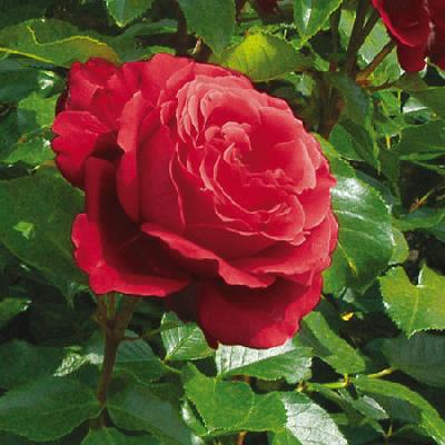 Ля Марсейез