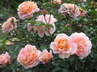 ������������ ������������