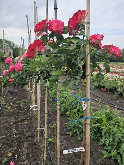 ����� ������ ������ ������