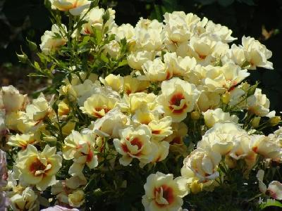 ����� ������� ������� ���