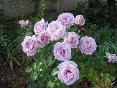 ������ ���������