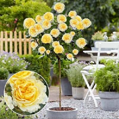 ����� �������