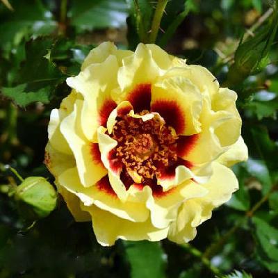 Штамб Сансет Бэбилон Айз