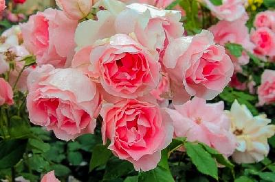 ������� ���������