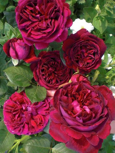 Томас Бекет