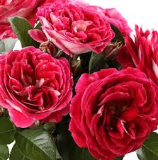 ��������� �� ��������