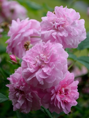 Миссис Куикли