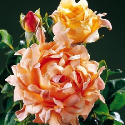 ������ ����