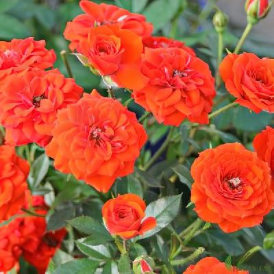 ����� ���� ����