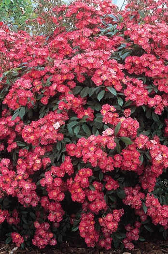 ����� ���