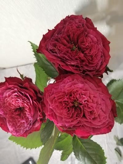 Исленд Лагуна